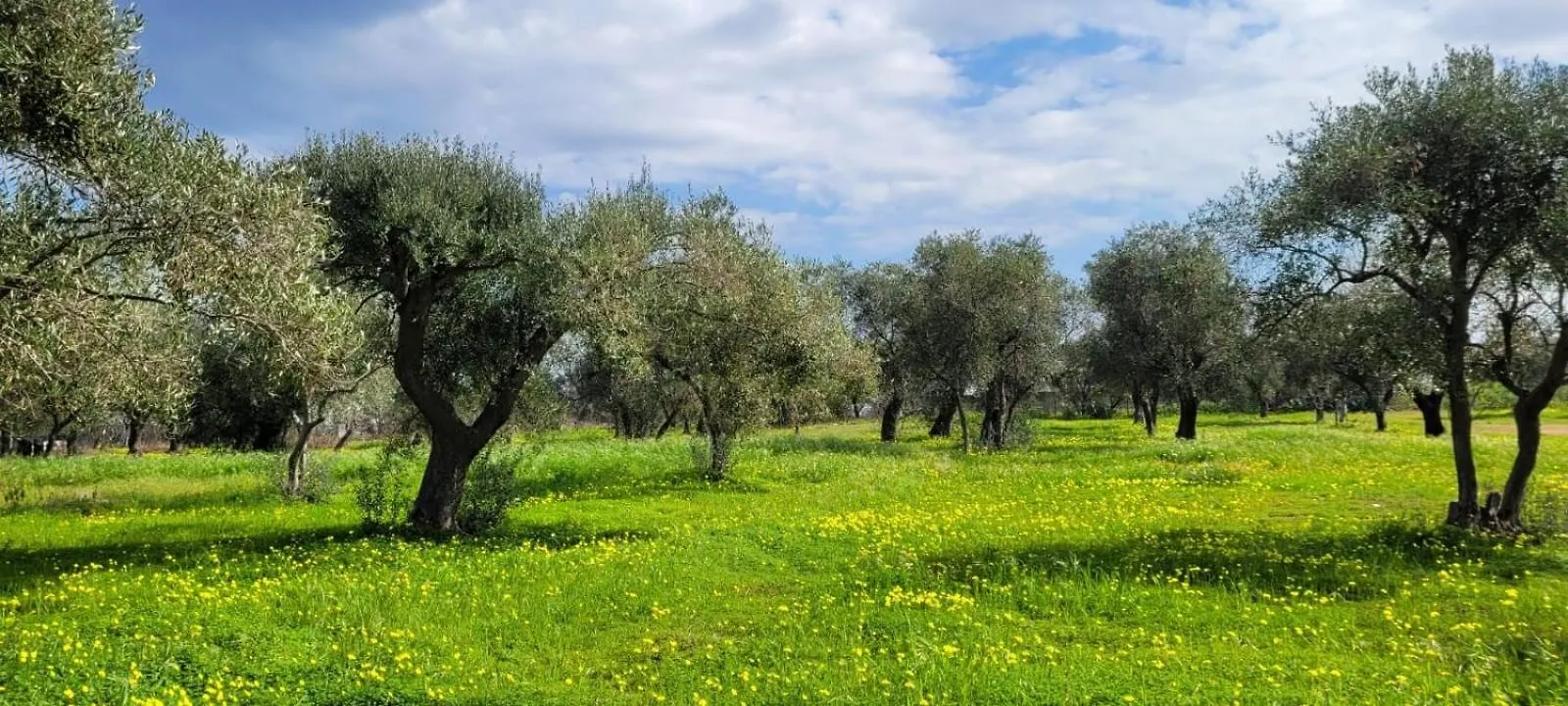 בארי Villa Laura