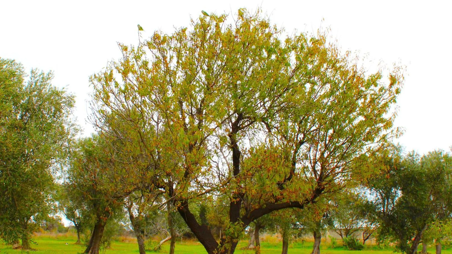 בארי Villa Laura איטליה